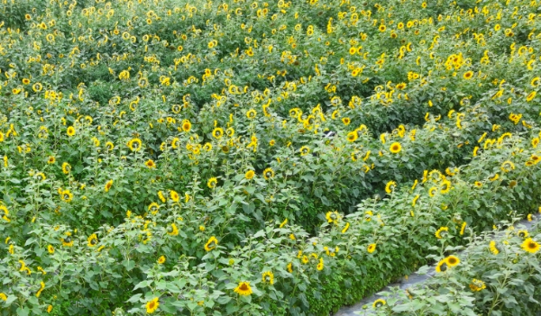 1Q4A0966.jpg