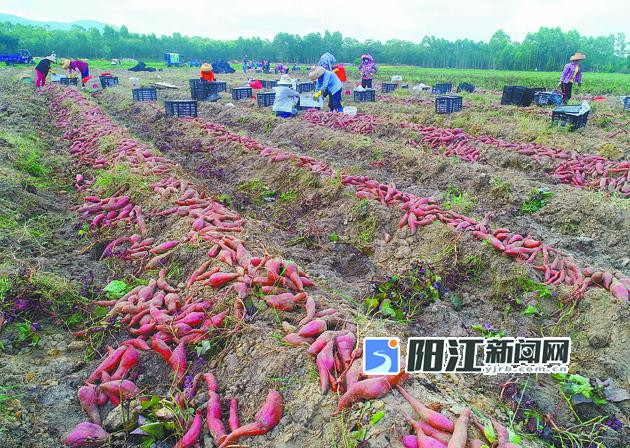 溪头镇在荒废沙地上建起番薯产业基地.jpg