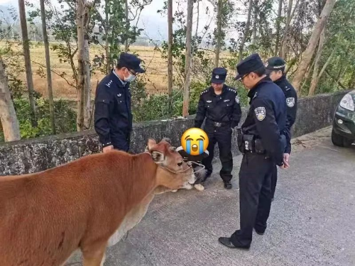 阳西警方迅速破获一起盗牛案.jpg 阳西警方迅速破获一起盗牛案.jpg