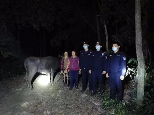 水牛走失山林 警民协力找回.jpg 水牛走失山林 警民协力找回.jpg