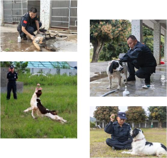 【警队“老黄牛”】相伴30余载的好拍档.jpg 【警队“老黄牛”】相伴30余载的好拍档.jpg